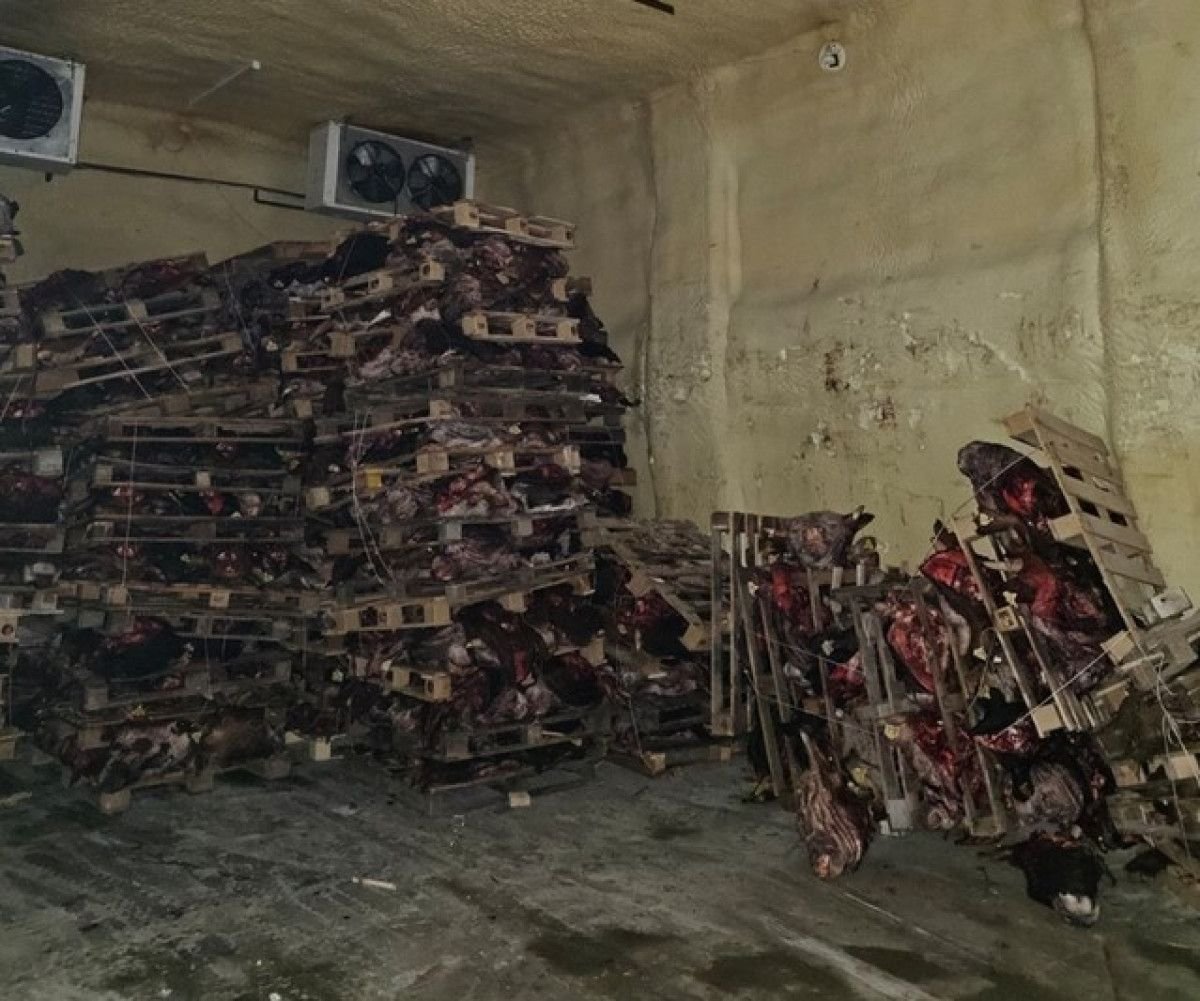 Gemlik'te Hayvan Kafaları Depolama İhbarı ve Sonuçları