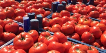 dikkatli-olun-uyarisi-yapildi-domatesler-bakteri-riski-tasiyor-OY9aW4Ip.jpg