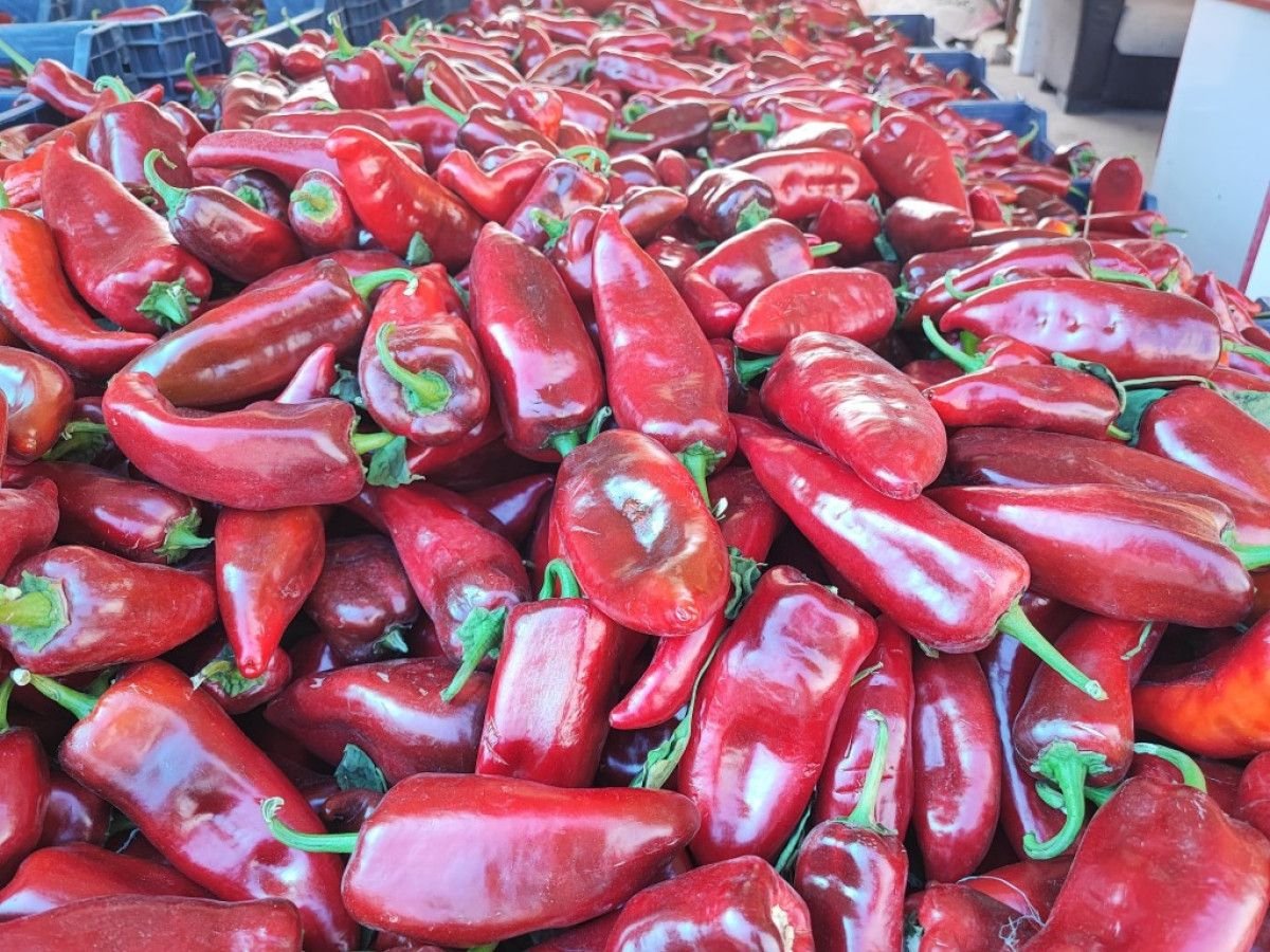 Salça yapımına hazırlık hız kazandı: Biber hasadı ve satışlar başladı