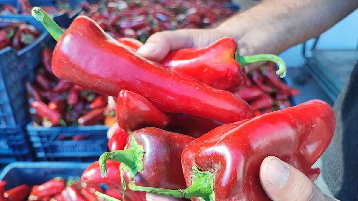 Fiyatlar ve Beklentiler