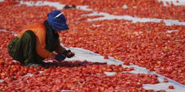 yilin-ilk-yarisinda-kurutulmus-domatesten-95-milyon-dolar-kazanc-gaN91beN.jpg