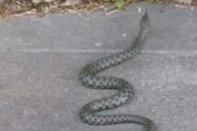 karsta-caddede-gorulen-yesil-yilan-korkuttu-EiV11Vcg.jpg