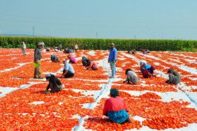 Manisa'da kurutulan domatesler Avrupa ülkelerine ihraç ediliyor 6 manisada-kurutulan-domatesler-avrupa-ulkelerine-ihrac-ediliyor-5SeWWAmB.jpg