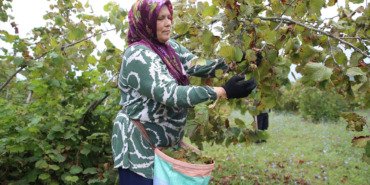 orduda-ureticiler-findik-hasadina-basladi-XhYSVrCy.jpg