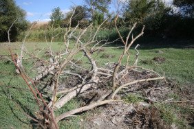 Edirne'deki Musabeyli Göleti tamamen kurudu 15 edirnedeki-musabeyli-goleti-tamamen-kurudu-PdlrtKxd.jpg