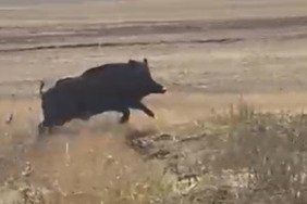 Kars'ta tarlaya giren domuz sürüsü panik yarattı 6 karsta-tarlaya-giren-domuz-surusu-panik-yaratti-nVHZCa5v.jpg