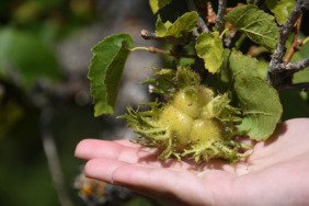 Kastamonu’nun 5 asırlık Türk fındıkları 11 kastamonunun-5-asirlik-turk-findiklari-n2uu4QwH.jpg