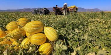 manisada-kirkagac-kavununda-hasat-suruyor-8xpzcxhn.jpg