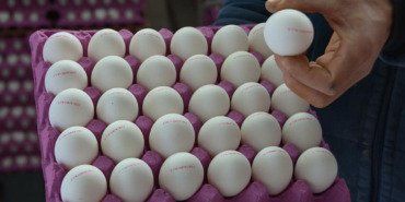 turkiyenin-abdye-yumurta-ihracati-yuzde-406-artti-h4uMa2VJ.jpg