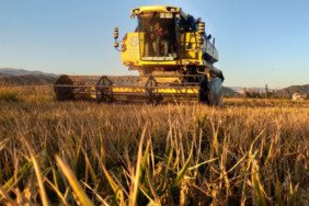 Çorum'da Osmancık'ın 'beyaz altını'nda hasat başladı 9 corumda-osmancikin-beyaz-altininda-hasat-basladi-y8u6vZXM.jpg