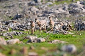 DKMP'de 13 yılda yaklaşık 73 bin yaban hayvanı tedavi edilerek doğaya salındı 6 dkmpde-13-yilda-yaklasik-73-bin-yaban-hayvani-tedavi-edilerek-dogaya-salindi-5hE6tWqi.jpg