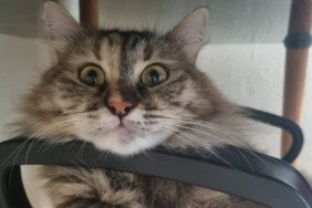 Gizemli kayıp: Tunus'tan 4 kedi ile bindi, Ankara'ya 3 kedi ile indi 4 gizemli-kayip-tunustan-4-kedi-ile-bindi-ankaraya-3-kedi-ile-indi-Z8lFk4Ou.jpg