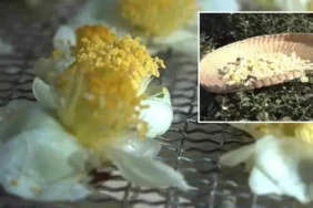 Karadeniz’in yeni altını: Rize, Trabzon, Artvin’de trend oldu! Kilosu 6 bin TL’den satılıyor 3 karadenizin-yeni-altini-rize-trabzon-artvinde-trend-oldu-kilosu-6-bin-tlden-satiliyor-pq9ia5iS.webp