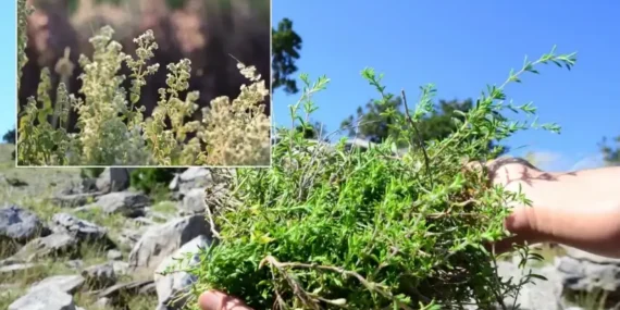 dunya-bu-bitkinin-pesinde-lakin-o-yalnizca-turkiyede-yetisiyor-bagisikligi-celik-uzere-yapan-yesil-qg9g6bpH.webp