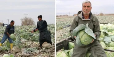 turkiyenin-beyaz-lahana-uretiminin-yuzde-20si-nigdeden-4VsXlRal.webp