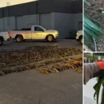 Gökten iguana yağdı: Patır patır düştüler! Kurtarma ekipleri tarafından toplandı 17 gokten-iguana-yagdi-patir-patir-dustuler-kurtarma-ekipleri-tarafindan-toplandi-ehElbe7H.webp