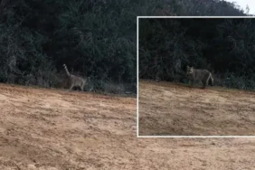 Gündüz vakti ortaya çıktı: Bir anda ortadan kayboldu 4 gunduz-vakti-ortaya-cikti-bir-anda-ortadan-kayboldu-1bXkqg2l.webp