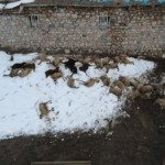 erzincanda-80-koyun-telef-oldu-KMcyvWAW.jpg