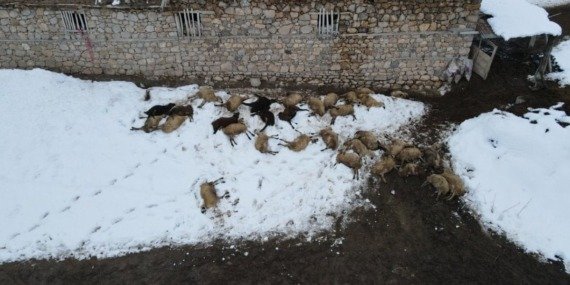 erzincanda-80-koyun-telef-oldu-KMcyvWAW.jpg