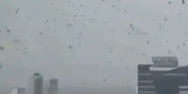 felaketin-habercisi-olarak-yorumlanan-karga-surusunun-tel-aviv-uzerindeki-ucusu-israillileri-korkuttu-qVvAex18.webp