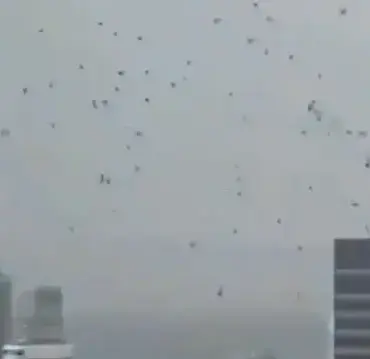 felaketin-habercisi-olarak-yorumlanan-karga-surusunun-tel-aviv-uzerindeki-ucusu-israillileri-korkuttu-qVvAex18.webp