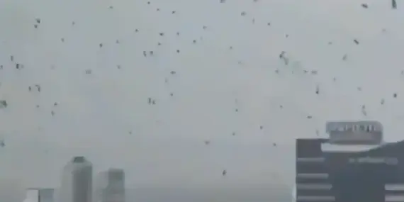 felaketin-habercisi-olarak-yorumlanan-karga-surusunun-tel-aviv-uzerindeki-ucusu-israillileri-korkuttu-qVvAex18.webp