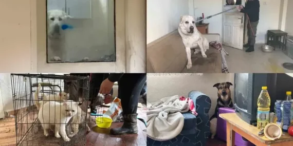 hudut-disi-edilen-rus-bayanin-konutunda-4-gundur-ac-olan-12-hayvan-kurtarildi-Ma99lzCN.webp