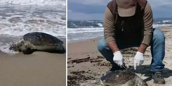 kusadasinda-bir-olu-deniz-kaplumbagasi-daha-sahile-vurdu-sayi-8e-cikti-vgp92C54.webp